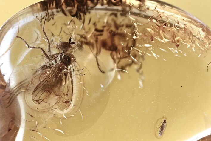 Fossil Soft-Winged Flower Beetle Larva & Fly in Baltic Amber #328157